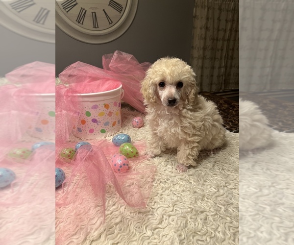 Medium Photo #1 Poodle (Toy) Puppy For Sale in COON RAPIDS, MN, USA