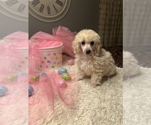 Poodle (Toy) Puppy for sale in COON RAPIDS, MN, USA