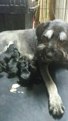 Mother of the Schnauzer (Giant) puppies born on 04/08/2017