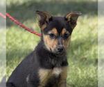 Small Mutt