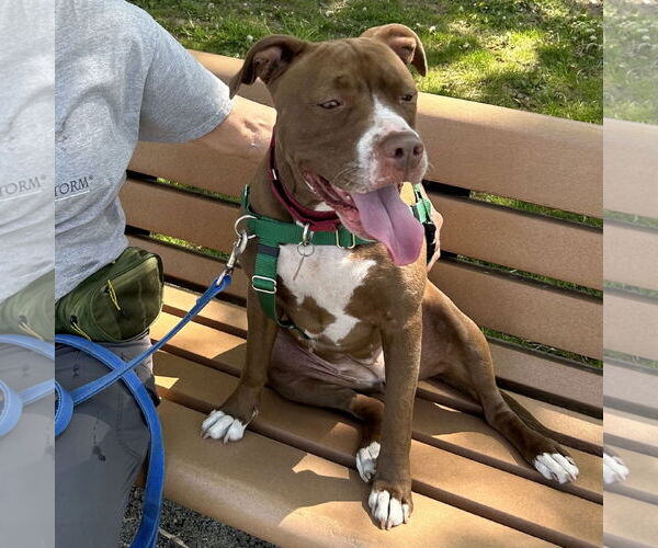 Medium Photo #11 American Pit Bull Terrier-American Staffordshire Terrier Mix Puppy For Sale in Techny, IL, USA