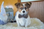 Small Photo #1 Papillon Puppy For Sale in HONEY BROOK, PA, USA