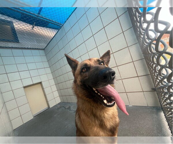 Medium Photo #1 Mutt Puppy For Sale in Corpus Christi, TX, USA