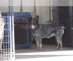 Small Photo #1 Texas Heeler Puppy For Sale in PAOLA, KS, USA