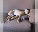 Small #6 American Bulldog Mix