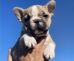 Small #2 French Bulldog