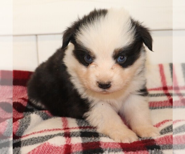 Medium Photo #1 Miniature Australian Shepherd Puppy For Sale in MARION CENTER, PA, USA