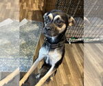 Small Chihuahua Mix
