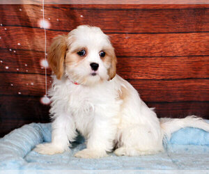 Cava-Tzu Puppy for sale in PENNS CREEK, PA, USA