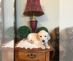 Small Photo #1 Golden Retriever Puppy For Sale in WEBSTER CITY, IA, USA