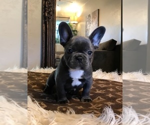 French Bulldog Puppy for sale in BIG SANDY, TN, USA