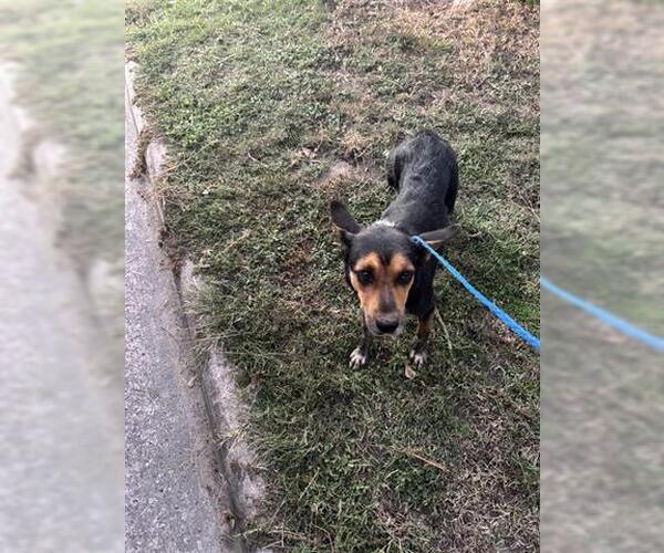 Medium Photo #1 German Shepherd Dog Puppy For Sale in Houston, TX, USA