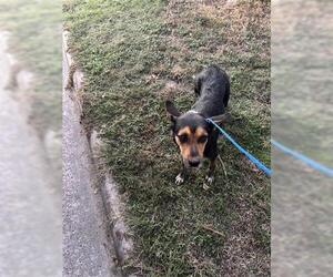 German Shepherd Dog Dogs for adoption in Houston, TX, USA