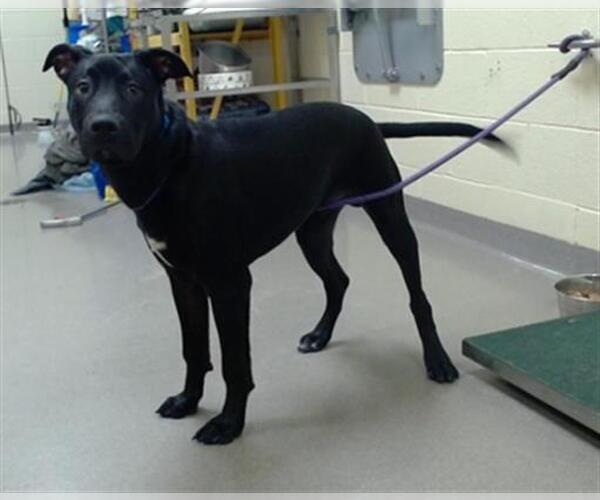 Medium Photo #1 Labrador Retriever Puppy For Sale in Denver, CO, USA