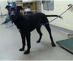 Small Labrador Retriever