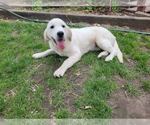 English Cream Golden Retriever Dog for Adoption in E PROVIDENCE, Rhode Island USA