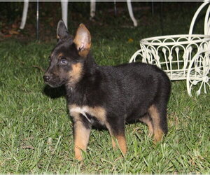German Shepherd Dog Dogs for adoption in Holly Hill, SC, USA