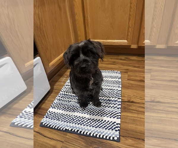 Medium Photo #1 Mutt Puppy For Sale in Holly Springs, NC, USA