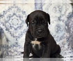 Image preview for Ad Listing. Nickname: Mighty