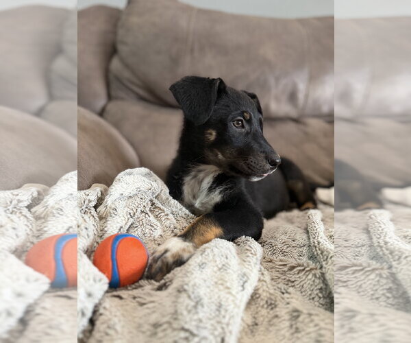 Medium Photo #6 Collie-Unknown Mix Puppy For Sale in Sandy, UT, USA