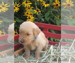 Puppy 7 Golden Retriever