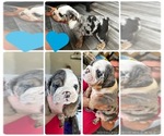 Puppy Puppy 3 English Bulldog