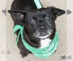 Small #5 Chihuahua Mix