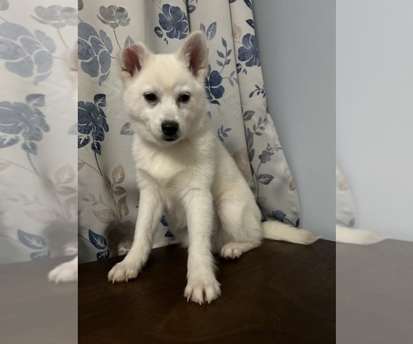 Medium Photo #37 Alaskan Klee Kai Puppy For Sale in DURHAM, CT, USA