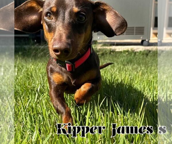 Medium Photo #9 Dachshund Puppy For Sale in San Antonio, TX, USA