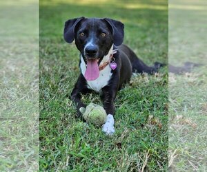 Labbe Dogs for adoption in Holly Springs, NC, USA