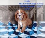 Puppy 2 Cavalier King Charles Spaniel