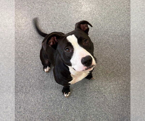 Medium Photo #1 Mutt Puppy For Sale in Low Moor, VA, USA