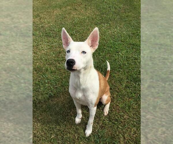 Medium Photo #1 Collie-Unknown Mix Puppy For Sale in Grovetown, GA, USA