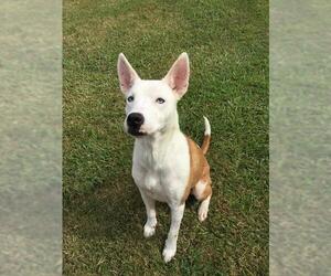 Collie-Unknown Mix Dogs for adoption in Grovetown, GA, USA