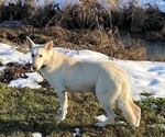 Small Photo #1 German Shepherd Dog Puppy For Sale in CARDINGTON, OH, USA