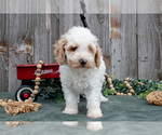Small #1 Poodle (Toy)