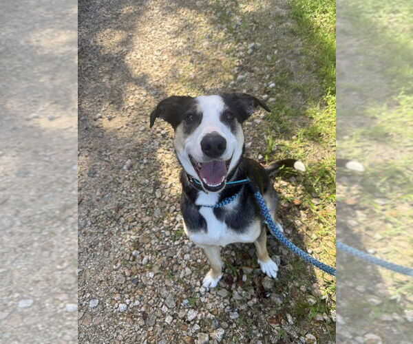 Medium Photo #2 Catahoula Leopard Dog Puppy For Sale in Salinas, CA, USA