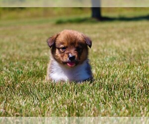 Pembroke Welsh Corgi Puppy for sale in EOLIA, MO, USA
