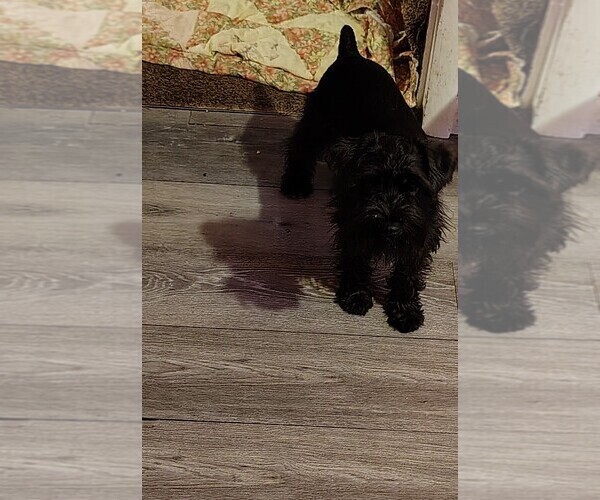 Medium Photo #18 Schnauzer (Miniature) Puppy For Sale in ENID, OK, USA