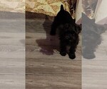 AKC Ryan - Male Schnauzer (Miniature) Puppy for Sale - Photo #18