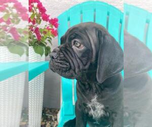 Cane Corso Puppy for sale in LAKE WORTH, FL, USA
