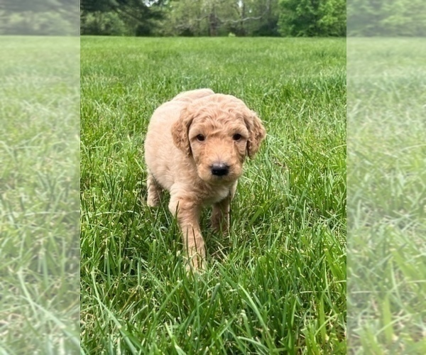 Medium Photo #3 Poodle (Standard) Puppy For Sale in BROWNSBURG, IN, USA
