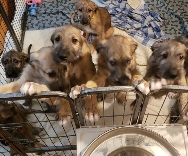 Medium Photo #9 Irish Wolfhound Puppy For Sale in ANN ARBOR, MI, USA