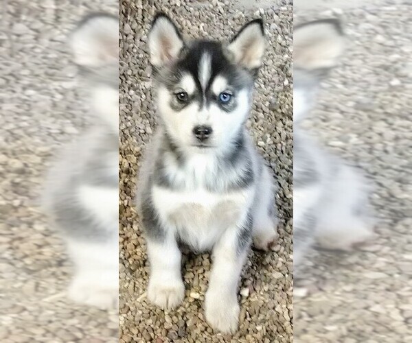 Medium Photo #1 Siberian Husky Puppy For Sale in TUCSON, AZ, USA