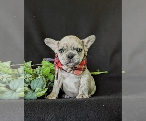 French Bulldog Puppy for sale in QUARRYVILLE, PA, USA
