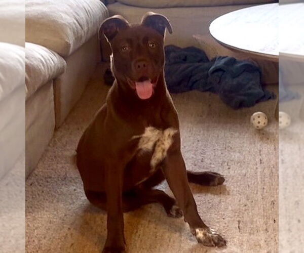 Medium Photo #4 Labrador Retriever-Unknown Mix Puppy For Sale in San Juan Capistrano, CA, USA