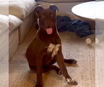 Small #3 Labrador Retriever Mix