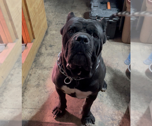 Father of the America Bandogge Mastiff-Cane Corso Mix puppies born on 08/09/2025