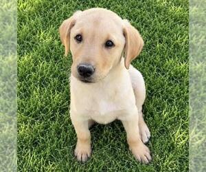 Labrador Retriever-Unknown Mix Dogs for adoption in San Diego, CA, USA