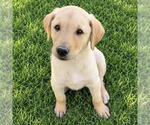 Huckleberry Finn Pup - Finn - Male Labrador Retriever-Unknown Mix Dog for Adoption - Small photo
